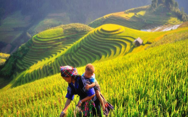 Du lịch Mù Cang Chải - Bay trên mùa vàng 3 ngày 2 đêm