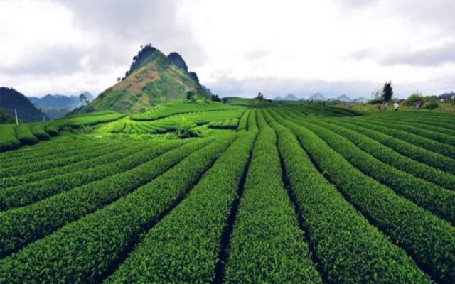 Tour 2.9: Vui Tết Độc Lập trên cao nguyên Mộc Châu 2n1đ