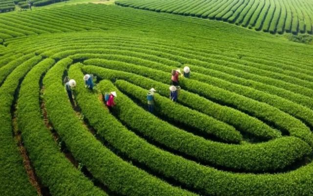 Tour lễ 30.4- 1.5: Mộc Châu - Mùa mận chín 2 ngày 1 đêm