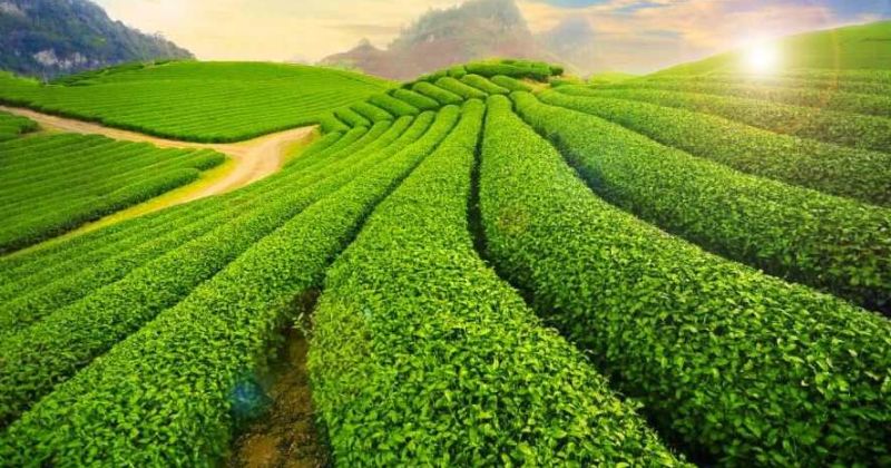 Du lịch Mộc Ch&acirc;u