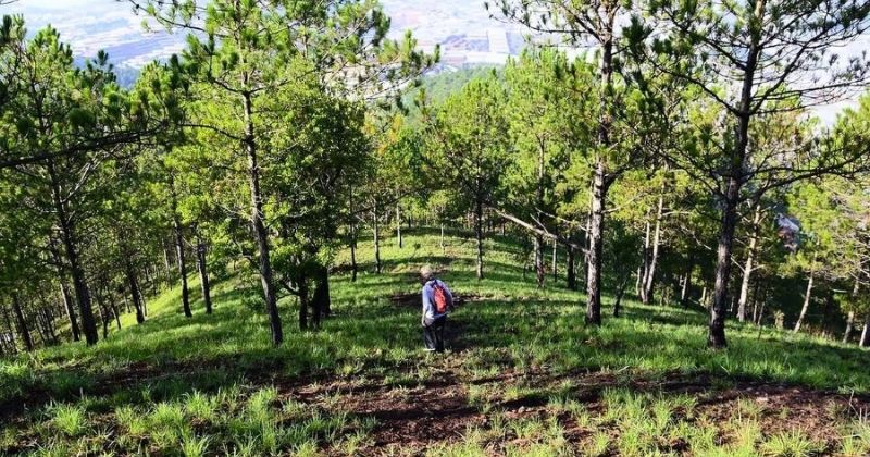 Rừng th&ocirc;ng Bồ Bồ&nbsp;