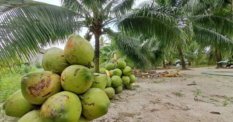 Rừng dừa Tam Quan (B&igrave;nh Định)